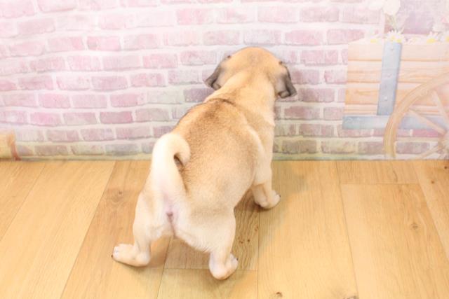 宮城県のパグ (Coo&RIKU仙台太白店/2026年5月24日生まれ/女の子/フォーン)の子犬の4枚目の画像
