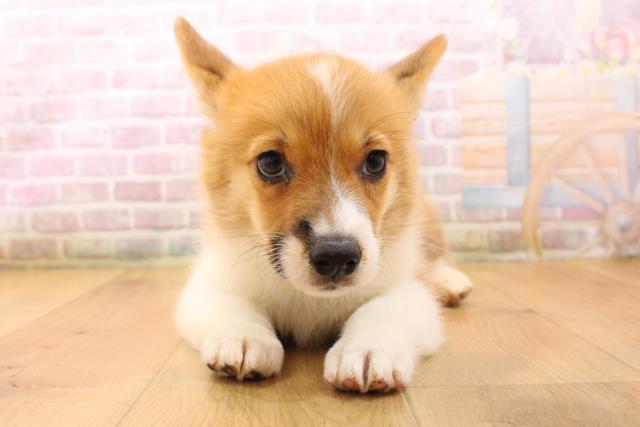 ウェルシュ・コーギー・ペンブロークの子犬一覧｜ペットショップCoo＆RIKU