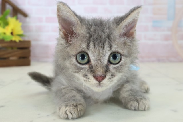 広島県のハーフ猫・ミックス猫 (Coo&RIKU福山店/2026年5月9日生まれ/男の子/ブルータビー)の子猫の1枚目の画像