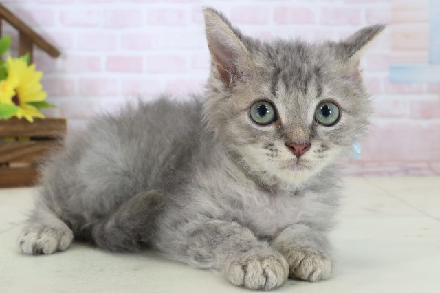 広島県のハーフ猫・ミックス猫 (Coo&RIKU福山店/2026年5月9日生まれ/男の子/ブルータビー)の子猫の2枚目の画像