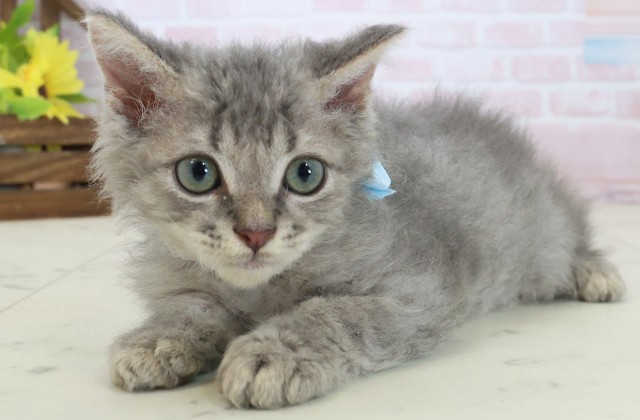 広島県のハーフ猫・ミックス猫 (Coo&RIKU福山店/2026年5月9日生まれ/男の子/ブルータビー)の子猫の3枚目の画像