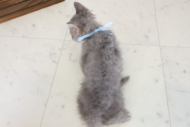 広島県のハーフ猫・ミックス猫 (Coo&RIKU福山店/2026年5月9日生まれ/男の子/ブルータビー)の子猫の4枚目の画像