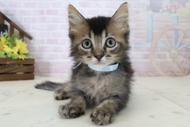 山口県のサイベリアン (Coo&RIKUサンパークあじす店/2026年5月6日生まれ/男の子/ブラウンタビー)の子猫の1枚目の画像