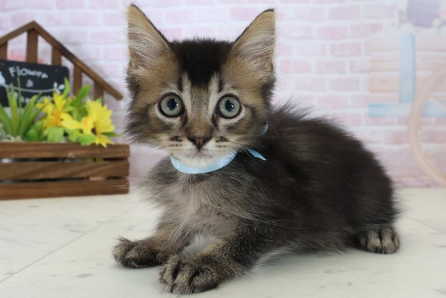 山口県のサイベリアン (Coo&RIKUサンパークあじす店/2026年5月6日生まれ/男の子/ブラウンタビー)の子猫の3枚目の画像