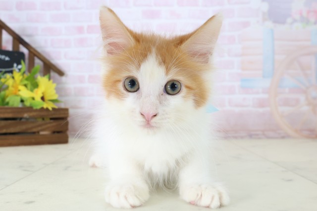 東京都のメインクーン (Coo&RIKU府中店/2026年5月6日生まれ/男の子/レッドタビーホワイト)の子猫の1枚目の画像
