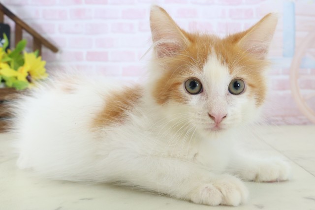東京都のメインクーン (Coo&RIKU府中店/2026年5月6日生まれ/男の子/レッドタビーホワイト)の子猫の2枚目の画像