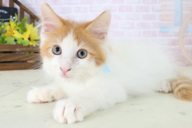 東京都のメインクーン (Coo&RIKU府中店/2026年5月6日生まれ/男の子/レッドタビーホワイト)の子猫の3枚目の画像