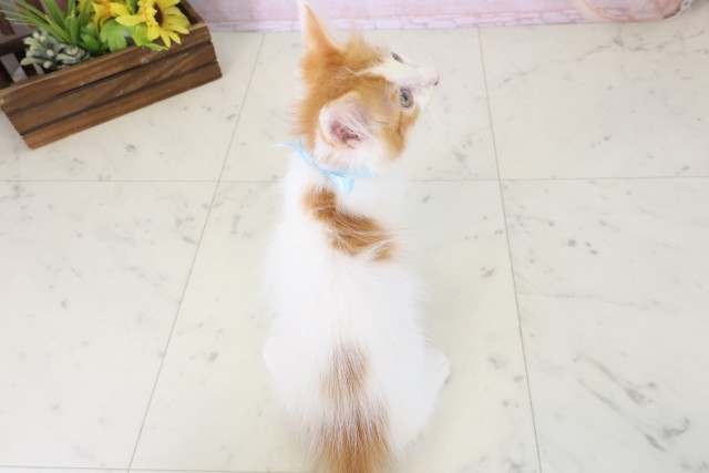 東京都のメインクーン (Coo&RIKU府中店/2026年5月6日生まれ/男の子/レッドタビーホワイト)の子猫の4枚目の画像