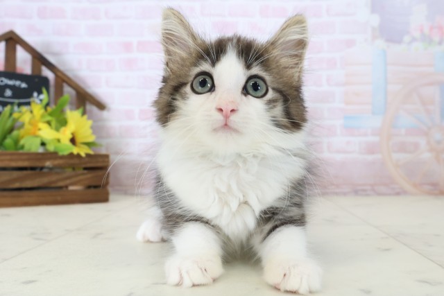 ノルウェージャン・フォレストキャット