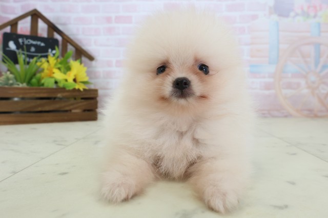 栃木県のポメラニアン (Coo&RIKUFKDインターパーク店/2026年5月23日生まれ/男の子/クリーム)の子犬の1枚目の画像