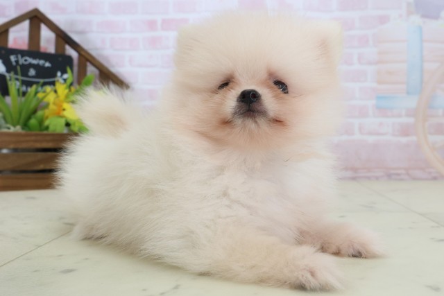 栃木県のポメラニアン (Coo&RIKUFKDインターパーク店/2026年5月23日生まれ/男の子/クリーム)の子犬の2枚目の画像
