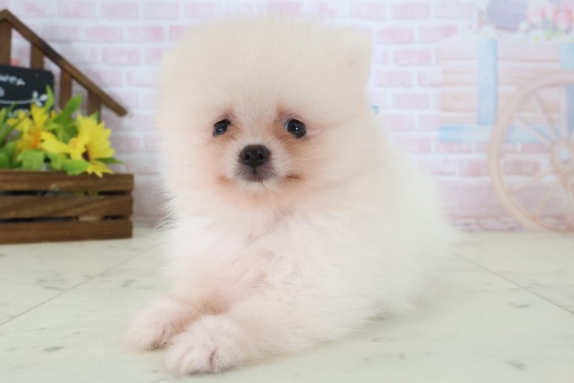 栃木県のポメラニアン (Coo&RIKUFKDインターパーク店/2026年5月23日生まれ/男の子/クリーム)の子犬の3枚目の画像