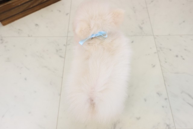 栃木県のポメラニアン (Coo&RIKUFKDインターパーク店/2026年5月23日生まれ/男の子/クリーム)の子犬の4枚目の画像