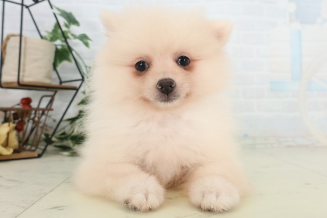 茨城県のポメラニアン (Coo&RIKUMEGAドン・キホーテ勝田店/2026年5月21日生まれ/女の子/クリーム)の子犬の1枚目の画像