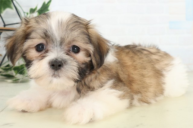 大分県のシーズー (Coo&RIKU大分店/2026年5月22日生まれ/男の子/ゴールドホワイト)の子犬の3枚目の画像