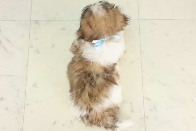 大分県のシーズー (Coo&RIKU大分店/2026年5月22日生まれ/男の子/ゴールドホワイト)の子犬の4枚目の画像