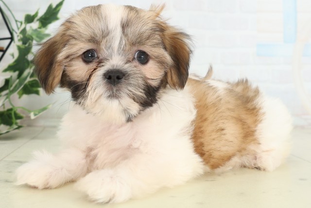 大分県のシーズー (Coo&RIKU大分店/2026年5月22日生まれ/女の子/ゴールドホワイト)の子犬の3枚目の画像