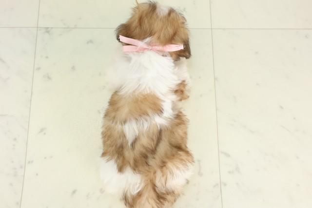 大分県のシーズー (Coo&RIKU大分店/2026年5月22日生まれ/女の子/ゴールドホワイト)の子犬の4枚目の画像
