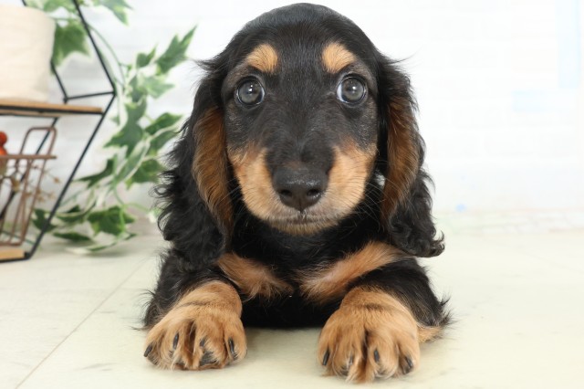 ミニチュア・ダックスフンドの子犬一覧｜ペットショップCoo＆RIKU