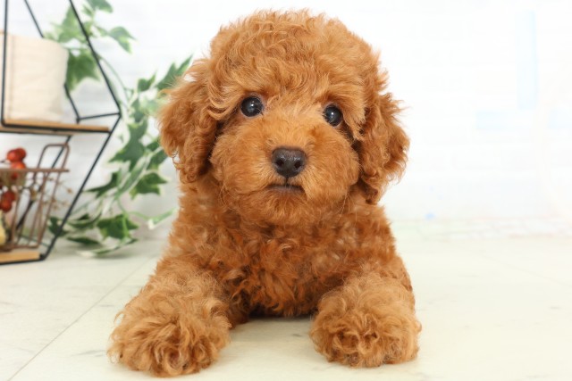 岡山県のトイプードル(トイ) (Coo&RIKU岡山店/2026年5月21日生まれ/男の子/レッド)の子犬の1枚目の画像