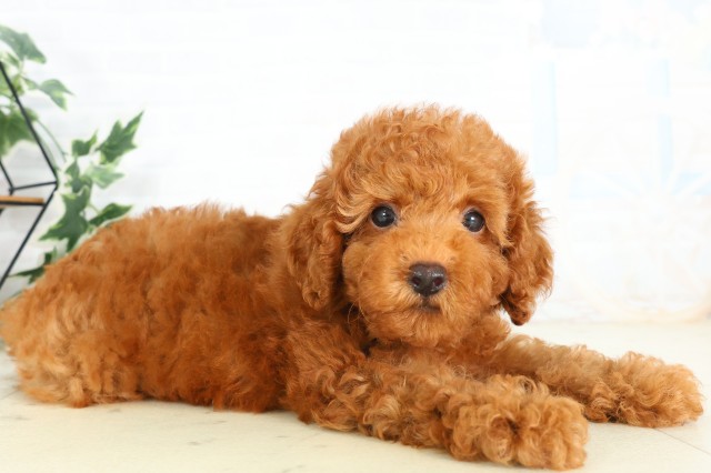 岡山県のトイプードル(トイ) (Coo&RIKU岡山店/2026年5月21日生まれ/男の子/レッド)の子犬の2枚目の画像