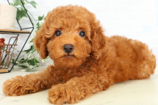 岡山県のトイプードル(トイ) (Coo&RIKU岡山店/2026年5月21日生まれ/男の子/レッド)の子犬の3枚目の画像