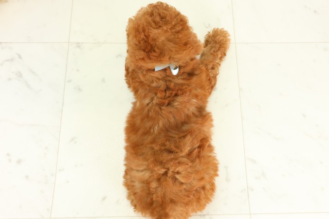 岡山県のトイプードル(トイ) (Coo&RIKU岡山店/2026年5月21日生まれ/男の子/レッド)の子犬の4枚目の画像