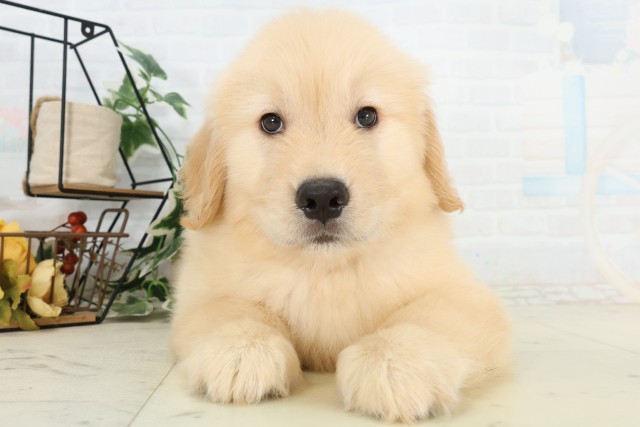 東京都のゴールデンレトリバー (Coo&RIKU立川店/2026年5月24日生まれ/男の子/ゴールデン)の子犬の1枚目の画像