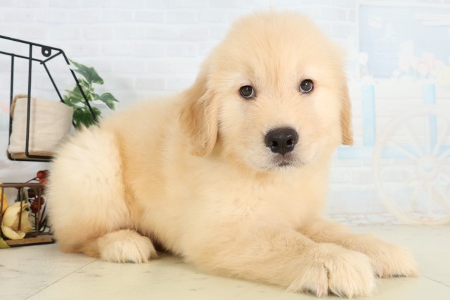 東京都のゴールデンレトリバー (Coo&RIKU立川店/2026年5月24日生まれ/男の子/ゴールデン)の子犬の2枚目の画像