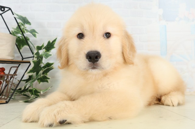 東京都のゴールデンレトリバー (Coo&RIKU立川店/2026年5月24日生まれ/男の子/ゴールデン)の子犬の3枚目の画像