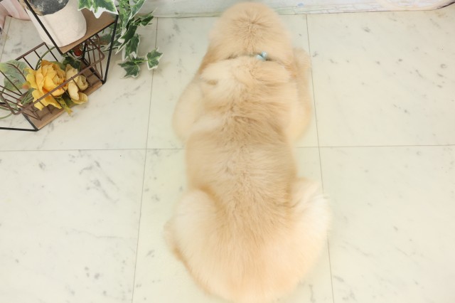 東京都のゴールデンレトリバー (Coo&RIKU立川店/2026年5月24日生まれ/男の子/ゴールデン)の子犬の4枚目の画像