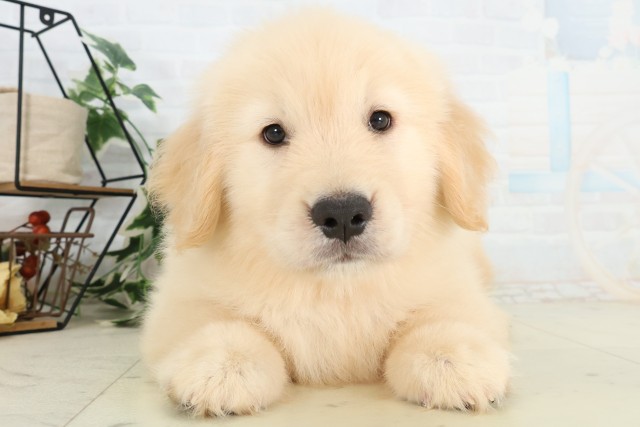 茨城県のゴールデンレトリバー (Coo&RIKU筑西店/2026年5月24日生まれ/男の子/ゴールデン)の子犬の1枚目の画像