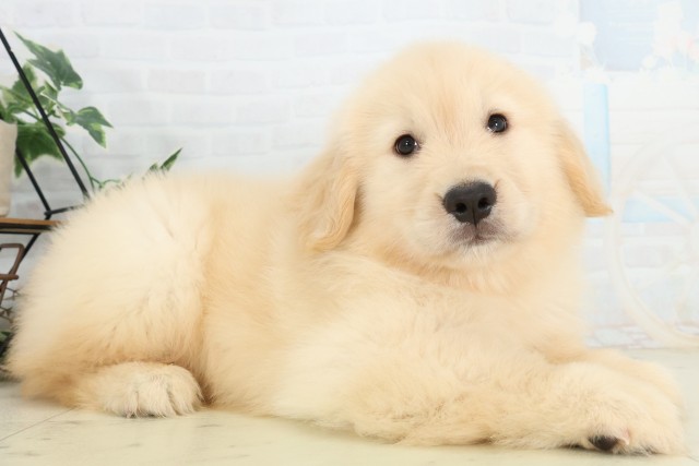 茨城県のゴールデンレトリバー (Coo&RIKU筑西店/2026年5月24日生まれ/男の子/ゴールデン)の子犬の2枚目の画像