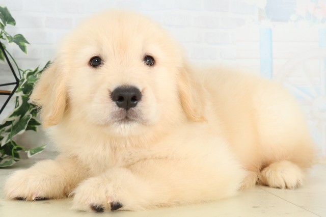 茨城県のゴールデンレトリバー (Coo&RIKU筑西店/2026年5月24日生まれ/男の子/ゴールデン)の子犬の3枚目の画像