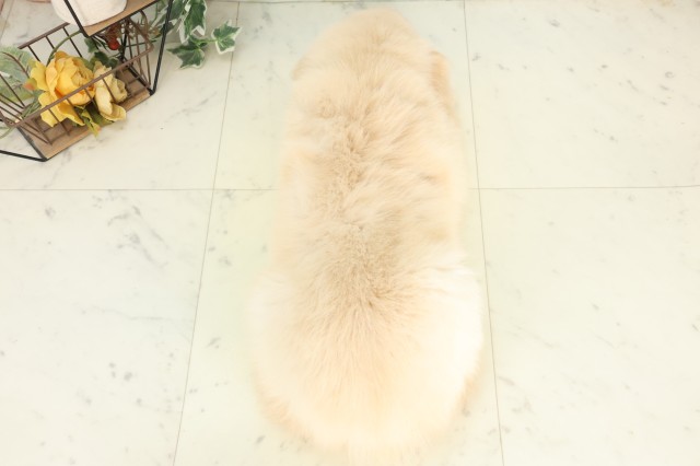 茨城県のゴールデンレトリバー (Coo&RIKU筑西店/2026年5月24日生まれ/男の子/ゴールデン)の子犬の4枚目の画像