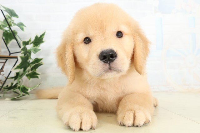 東京都のゴールデンレトリバー (Coo&RIKU立川店/2026年5月24日生まれ/男の子/ゴールド)の子犬の1枚目の画像