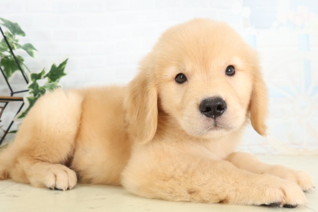 東京都のゴールデンレトリバー (Coo&RIKU立川店/2026年5月24日生まれ/男の子/ゴールド)の子犬の2枚目の画像