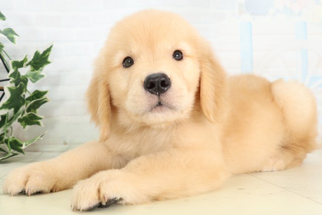 東京都のゴールデンレトリバー (Coo&RIKU立川店/2026年5月24日生まれ/男の子/ゴールド)の子犬の3枚目の画像