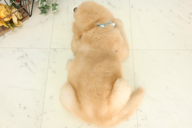 東京都のゴールデンレトリバー (Coo&RIKU立川店/2026年5月24日生まれ/男の子/ゴールド)の子犬の4枚目の画像