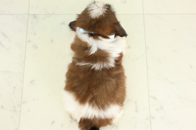 栃木県のシーズー (Coo&RIKU足利店/2026年5月22日生まれ/男の子/ゴールドホワイト)の子犬の4枚目の画像
