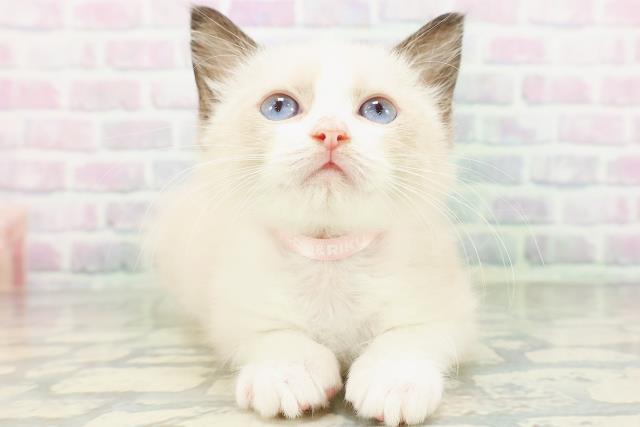 東京都のラグドール (Coo&RIKU吉祥寺店/2026年5月16日生まれ/女の子/シールポイントバイカラー)の子猫の1枚目の画像