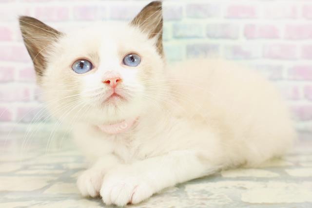 東京都のラグドール (Coo&RIKU吉祥寺店/2026年5月16日生まれ/女の子/シールポイントバイカラー)の子猫の2枚目の画像