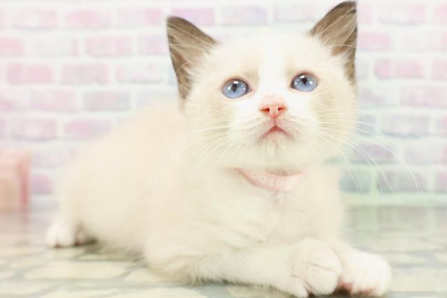 東京都のラグドール (Coo&RIKU吉祥寺店/2026年5月16日生まれ/女の子/シールポイントバイカラー)の子猫の3枚目の画像