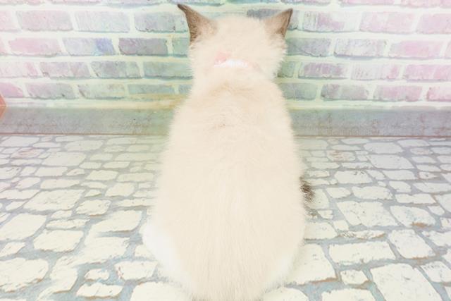 東京都のラグドール (Coo&RIKU吉祥寺店/2026年5月16日生まれ/女の子/シールポイントバイカラー)の子猫の4枚目の画像