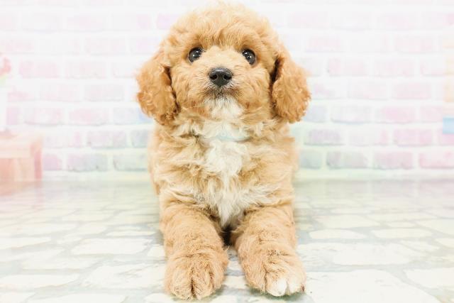 東京都のマルプー(マルチーズ×プードル) (Coo&RIKU武蔵小山店/2026年5月23日生まれ/男の子/アプリコット)の子犬の1枚目の画像