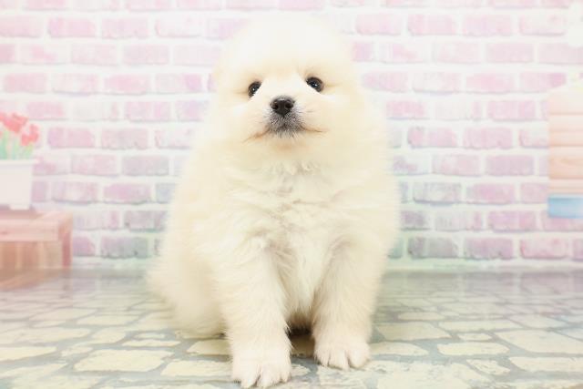 東京都のポメラニアン (Coo&RIKU広尾店/2026年5月23日生まれ/男の子/クリーム)の子犬の1枚目の画像
