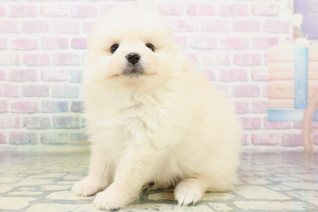 東京都のポメラニアン (Coo&RIKU広尾店/2026年5月23日生まれ/男の子/クリーム)の子犬の2枚目の画像