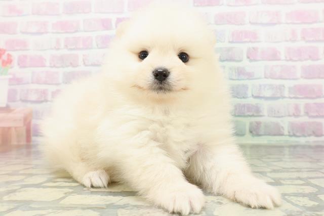 東京都のポメラニアン (Coo&RIKU広尾店/2026年5月23日生まれ/男の子/クリーム)の子犬の3枚目の画像