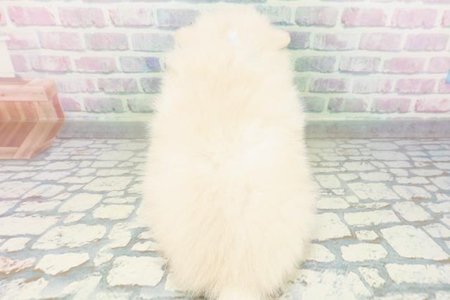 東京都のポメラニアン (Coo&RIKU広尾店/2026年5月23日生まれ/男の子/クリーム)の子犬の4枚目の画像