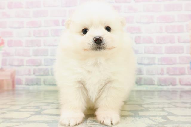 神奈川県のポメラニアン (Coo&RIKU相模原店/2026年5月23日生まれ/女の子/クリーム)の子犬の1枚目の画像